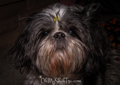 Riley the Shih Tzu