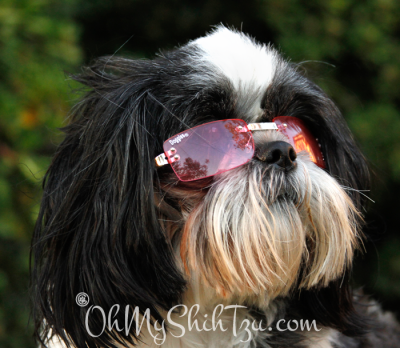 Shih Tzu wearing Doggles