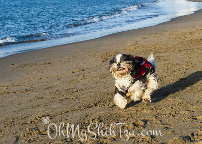 Riley Shih Tzu running on Beach at Chrissy Field