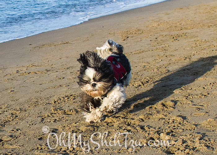 Riley Shih Tzu running on Beach at Chrissy Field
