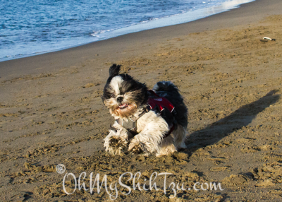 Riley Shih Tzu Running on Beach