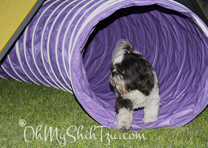 Shih Tzu Through Agility Tunnel