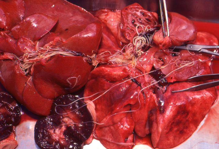 Heartworms in dog heart