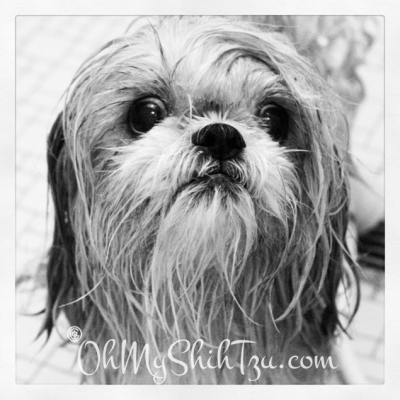 Katie Shih Tzu Taking a Bath