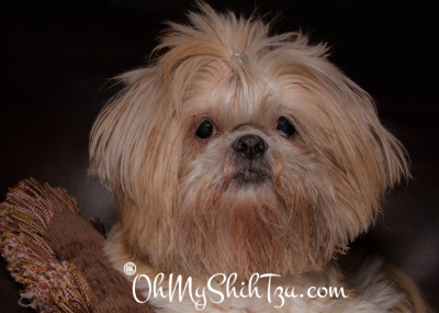 Katie the Shih Tzu