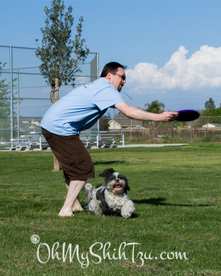 Disc Dog Shih Tzu