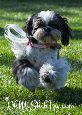 Riley Shih Tzu running at Blogpaws