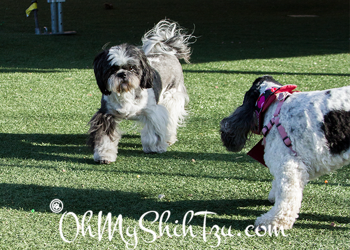 Shih Tzu and Cocker Spaniel at Blogpaws