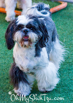 Shih Tzu at Blogpaws