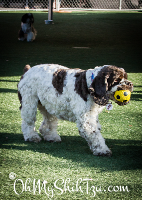 Dexter at Blogpaws