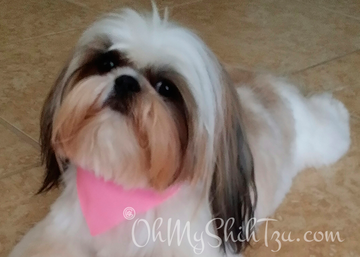 Super Shih Tzu Saturday Featured Image of Whisper