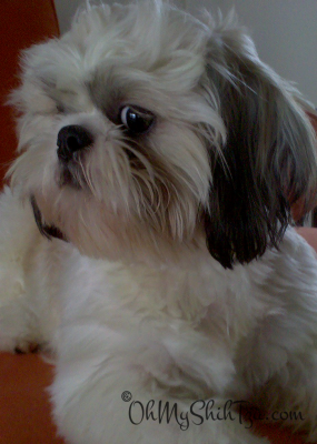 Super Shih Tzu Saturday Grady