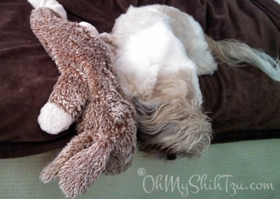 Super Shih Tzu Saturday Grady & Bunny