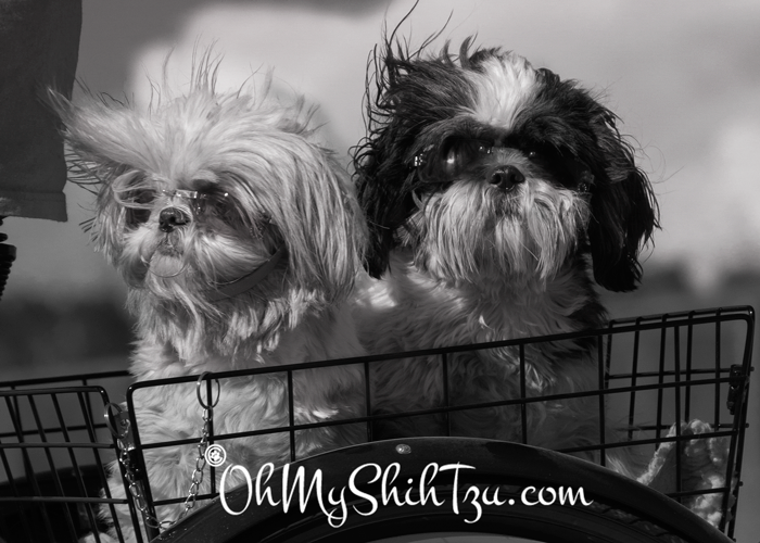 Black & White Sunday Shih Tzus Going for a Ride