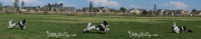 Disc Dog Shih Tzu