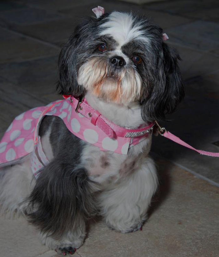 Best dog Groomers in Fresno - Riley is red carpet ready
