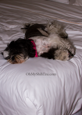 Sleeping Shih Tzu