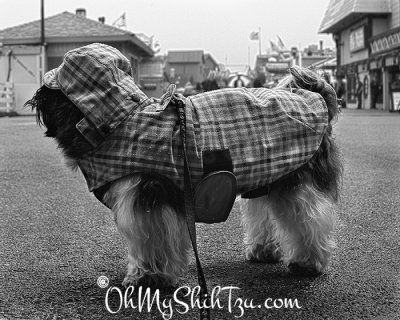 Shih Tzu in rain jacket at wharf