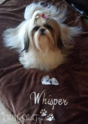 Super Shih Tzu Saturday Whisper