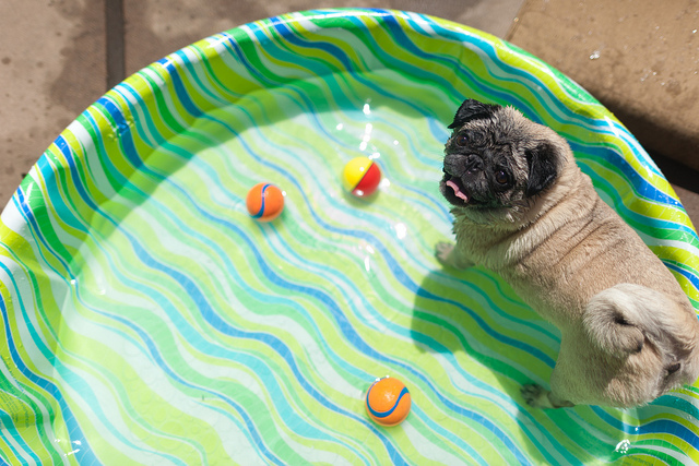 Cool Summer Dog