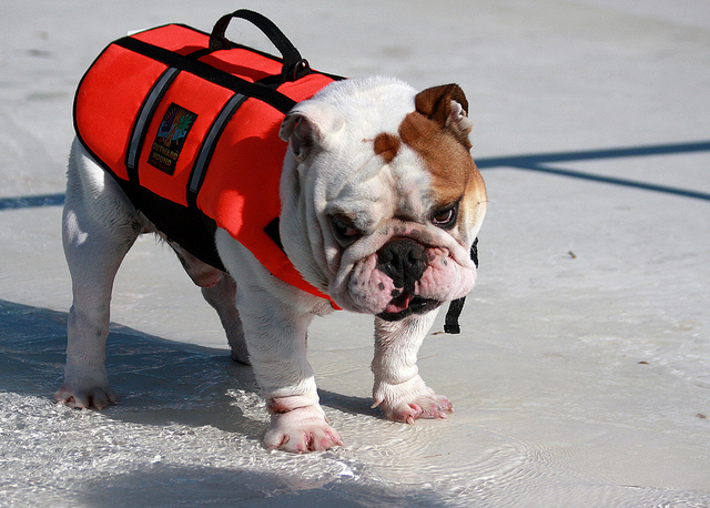 Cool Summer Dog