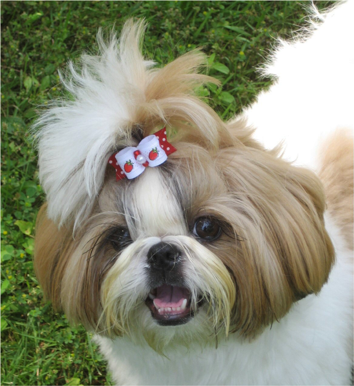 Shih tzu top knot cheap
