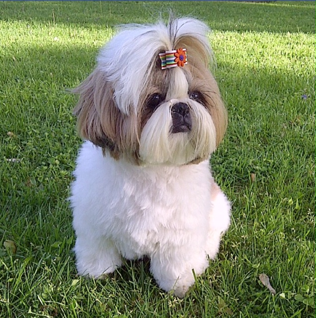 Super Shih Tzu Saturday: Chloe - Oh My Shih Tzu