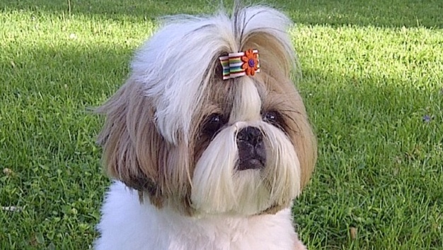 Super Shih Tzu Feature Chloe