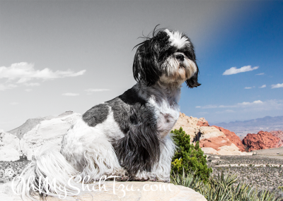 Desert Daydreaming Shih Tzu