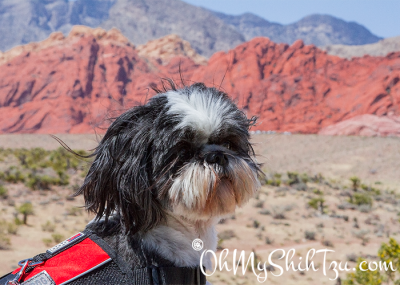 Desert Girl Shih Tzu Visiting Red Rock