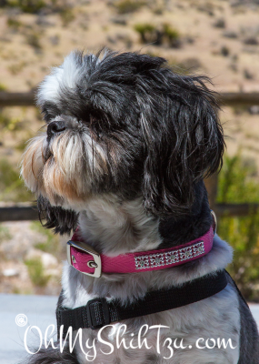 Desert Girl Shih Tzu visits Red Rock Canyon