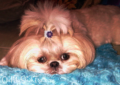 Super Shih Tzu Gidget