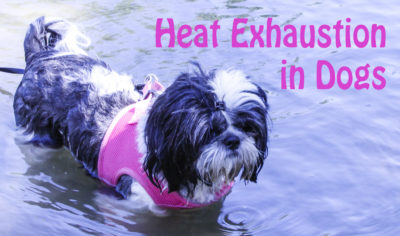 Heat Exhaustion in Dogs