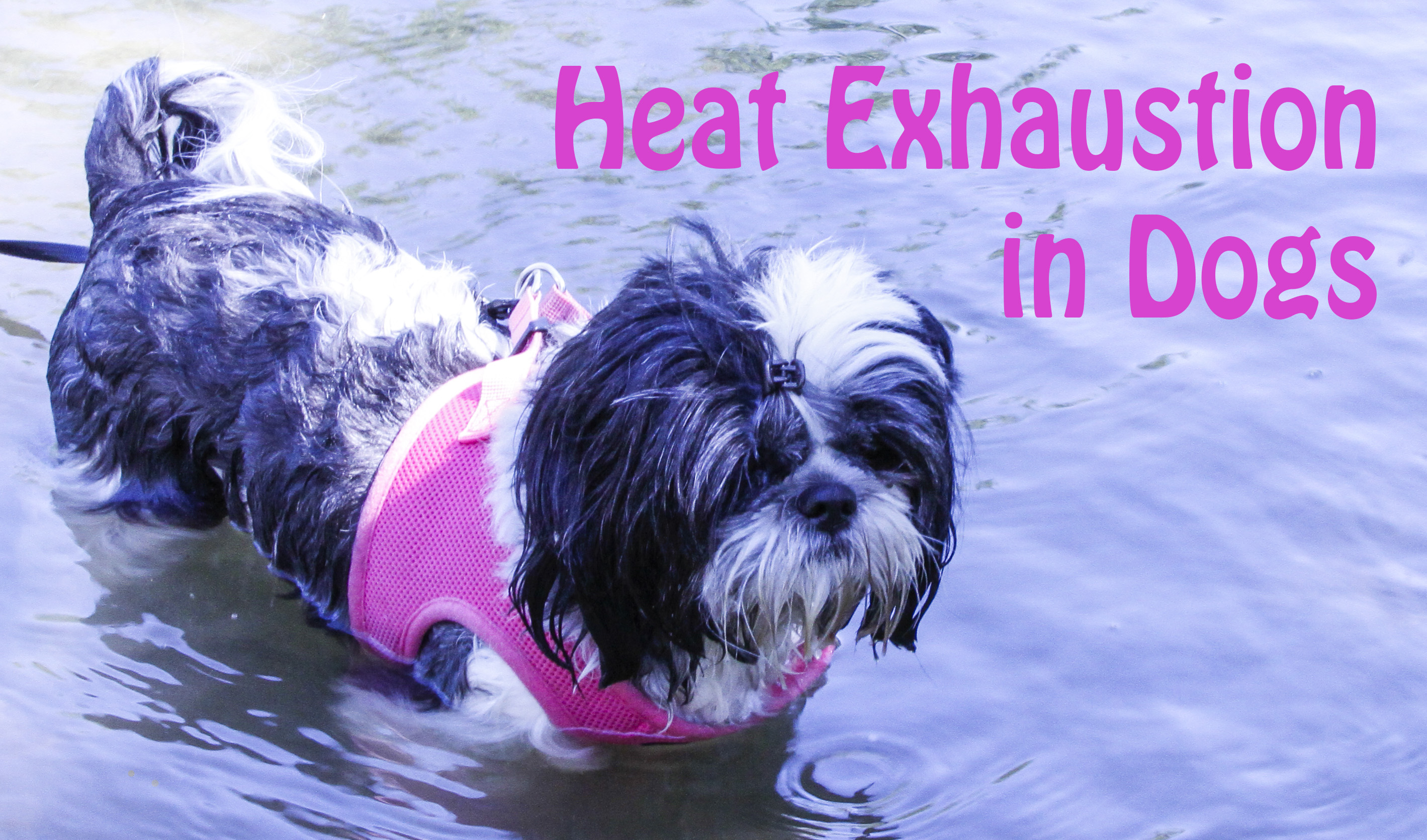 shih tzu first heat