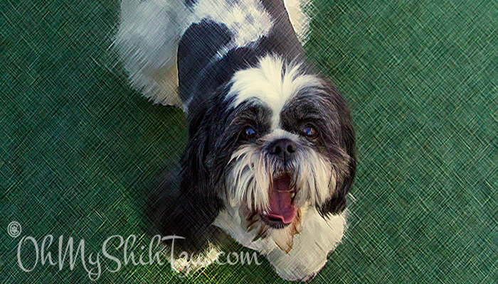 Wordless Wednesday Shih Tzu