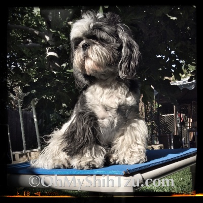 Shih Tzu Sitting on Agility Pause Table