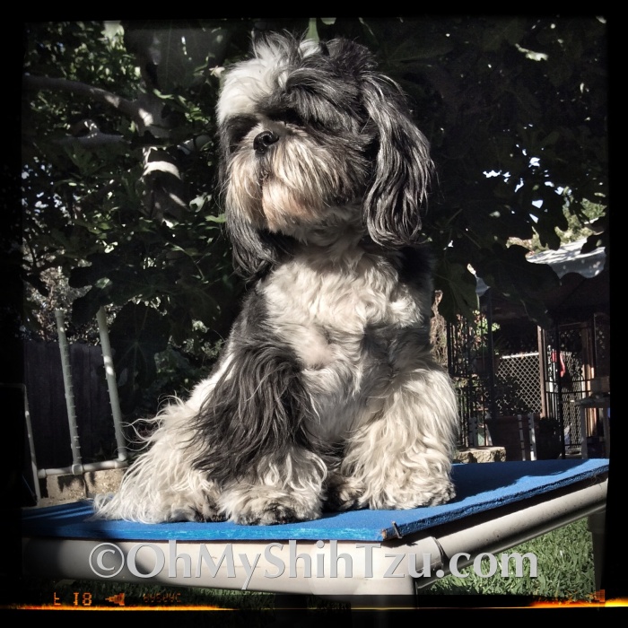 Shih Tzu Sitting on Agility Pause Table #30 Days of Summer Photo Challenges