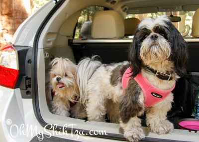 Pet Giveaway OhMyShihTzu $400 Petsmart Gift Card