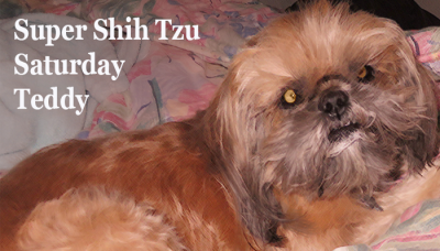 featured super shih tzu