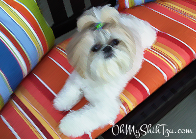 super shih tzu Gidget