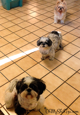 Shih Tzu Dinner Time