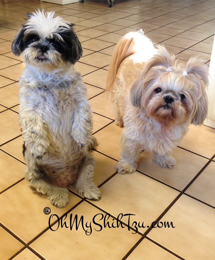 Shih Tzu Dinner Time