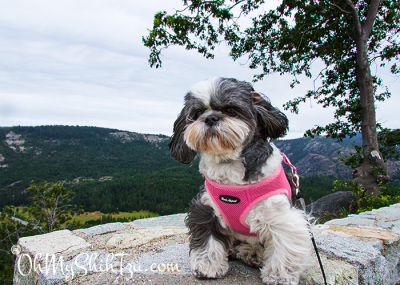 Riley the Shih Tzu at Emigrant Gap in the Sierras