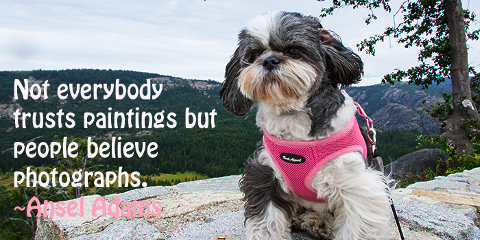 Shih Tzu in the Sierras Emigrant Gap