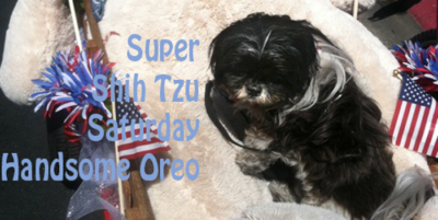 Super Shih Tzu Oreo