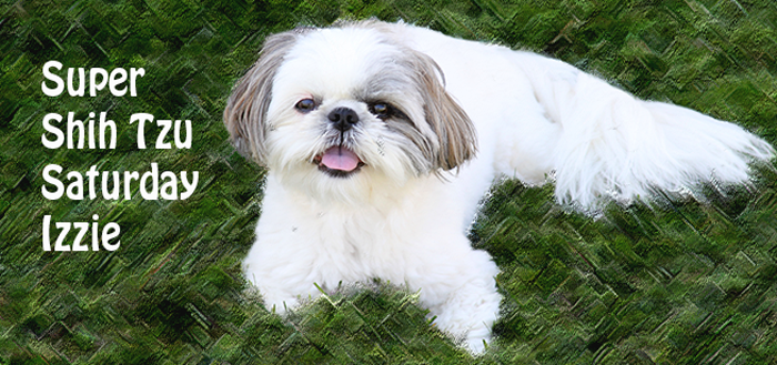 Super Shih Tzu Isabella