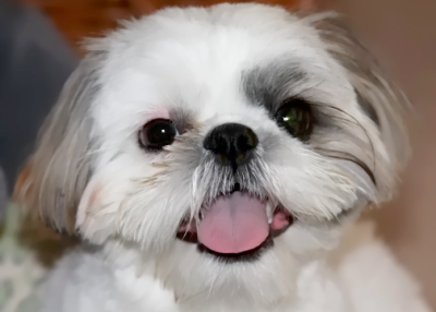 Super Shih Tzu Issie