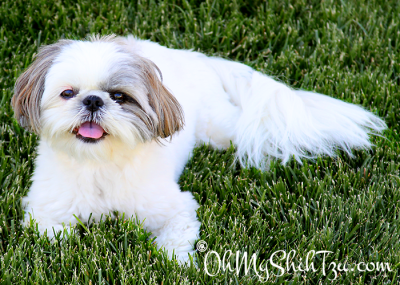 Super Shih Tzu Issie