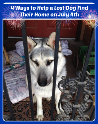 Lost Dog 4th of July