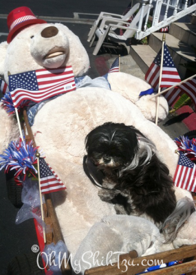 Super Shih Tzu Oreo